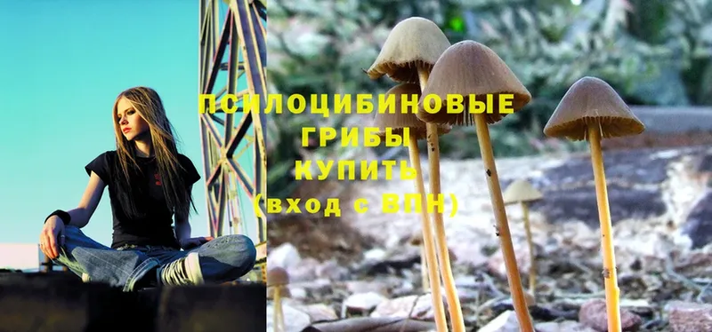 Галлюциногенные грибы Psilocybe  Карачаевск 